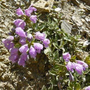 بادرنجبویه